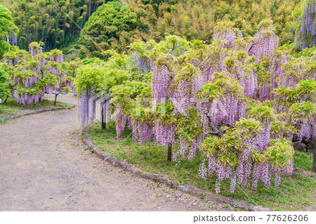 (Shizuoka Prefecture) Fujieda City Rengejiike Park Wisteria 77626206