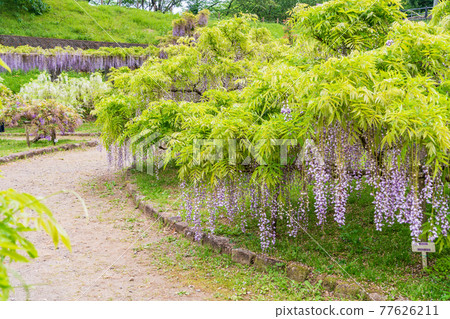 靜岡縣 藤枝市連格寺池公園紫藤 照片素材 圖片 圖庫 靜岡縣 藤枝市連格寺池公園紫藤 照片素材 圖片 圖庫