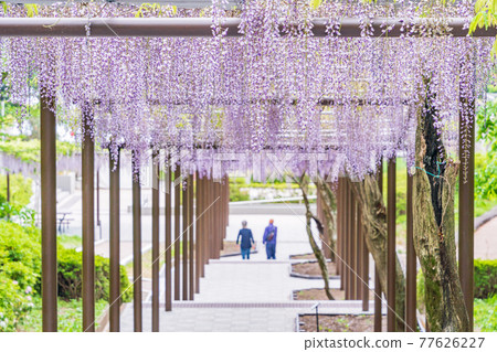 靜岡縣 藤枝市連格寺池公園紫藤 照片素材 圖片 圖庫