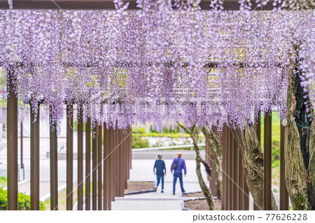 (Shizuoka Prefecture) Fujieda City Rengejiike Park Wisteria (Shizuoka Prefecture) Fujieda City Rengejiike Park Wisteria 77626228