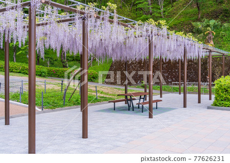 靜岡縣 藤枝市連格寺池公園紫藤 照片素材 圖片 圖庫 靜岡縣 藤枝市連格寺池公園紫藤 照片素材 圖片 圖庫