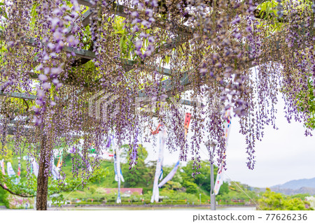 (Shizuoka Prefecture) Fujieda City Rengejiike Park Wisteria (Shizuoka Prefecture) Fujieda City Rengejiike Park Wisteria 77626236