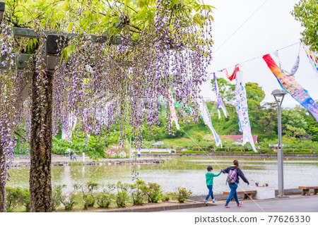 靜岡縣 藤枝市連格寺池公園 富士祭 照片素材 圖片 圖庫