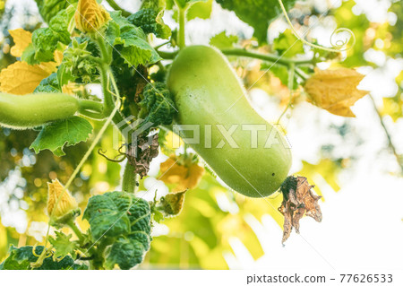 selective focusing of winter melon fruit or wax gourd hanging with vine and flower 77626533