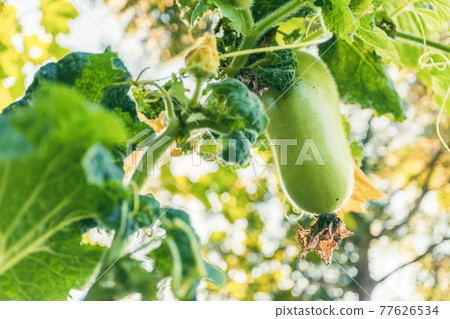 selective focusing of winter melon fruit or wax gourd hanging with vine and flower 77626534