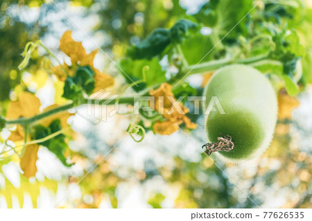 selective focusing of winter melon fruit or wax gourd hanging with vine and flower 77626535
