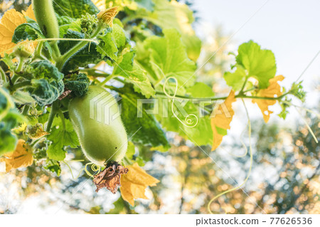 selective focusing of winter melon fruit or wax gourd hanging with vine and flower selective focusing of winter melon fruit or wax gourd hanging with vine and flower 77626536