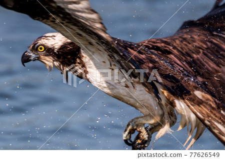 Osprey 100 states that prey on fish at the mouth of the Onga River [Fukuoka Prefecture] 77626549