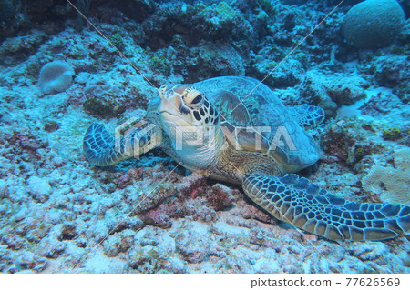 Green turtle sea turtle Okinawan sea 77626569