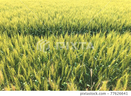 Wheat field waiting for harvest and a straight road 77626641