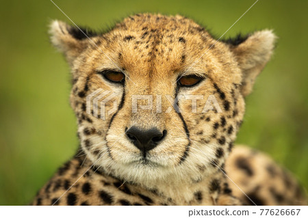 Close-up of cheetah head with green background 77626667