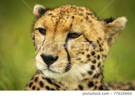Close-up of cheetah head with grassy background 77626668