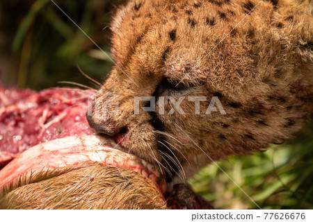 Close-up of cheetah gnawing on hartebeest kill Close-up of cheetah gnawing on hartebeest kill 77626676