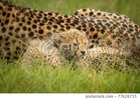 Close-up of cheetah cub lying with mother 77626715