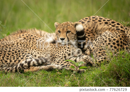 Close-up of cheetah cub lying by mother Close-up of cheetah cub lying by mother 77626729