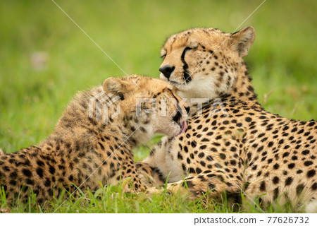 Close-up of cheetah cub grooming its mother Close-up of cheetah cub grooming its mother 77626732