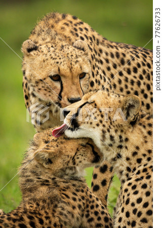 Close-up of cheetah coalition grooming each other Close-up of cheetah coalition grooming each other 77626733