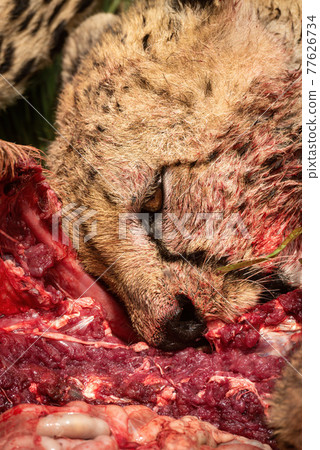 Close-up of cheetah chewing on hartebeest carcase Close-up of cheetah chewing on hartebeest carcase 77626734