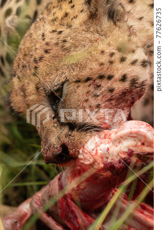 Close-up of cheetah chewing on bloody carcase Close-up of cheetah chewing on bloody carcase 77626735