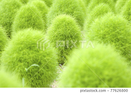 Kokia in the park is overgrown in green. The scientific name is Bassia scoparia. 77626800