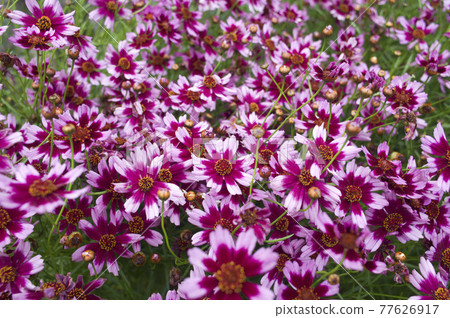 The pink flowers of Coleopsis are in bloom. The pink flowers of Coleopsis are in bloom. 77626917