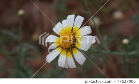 Daisy flowers in a sunny day in Istanbul, Turkey. Blooming daisy flowers in spring time. Field with daisy at summer time.  77627006