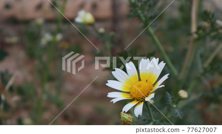 Daisy flowers in a sunny day in Istanbul, Turkey. Blooming daisy flowers in spring time. Field with daisy at summer time. Daisy flowers in a sunny day in Istanbul, Turkey. Blooming daisy flowers in spring time. Field with daisy at summer time. 77627007