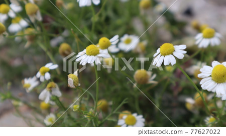 Daisy flowers in a sunny day in Istanbul, Turkey. Blooming daisy flowers in spring time. Field with daisy at summer time.  77627022