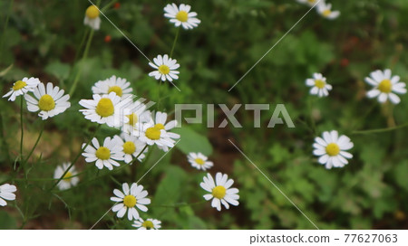 Daisy flowers in a sunny day in Istanbul, Turkey. Blooming daisy flowers in spring time. Field with daisy at summer time. Daisy flowers in a sunny day in Istanbul, Turkey. Blooming daisy flowers in spring time. Field with daisy at summer time. 77627063