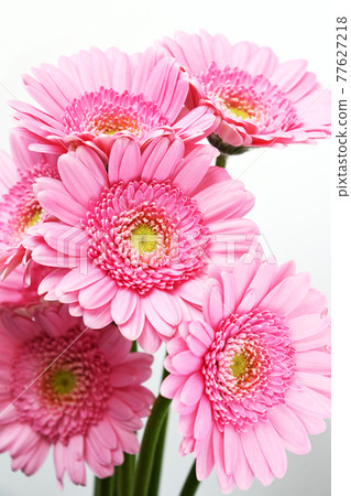 Gerbera 77627218