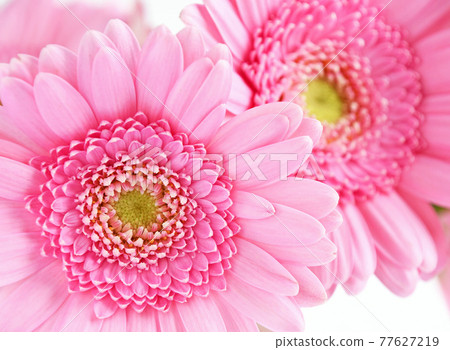 Gerbera 77627219