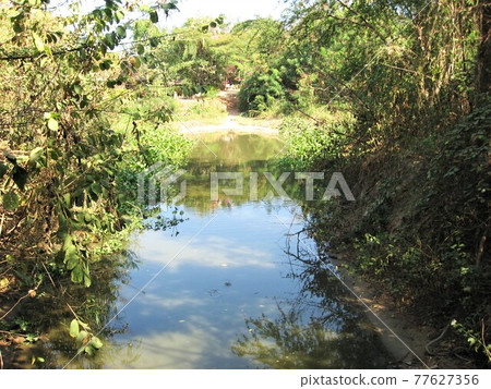 Pond at Elephant Village in Hua Hin (Hua Hin), Thailand. Pond at Elephant Village in Hua Hin (Hua Hin), Thailand. 77627356