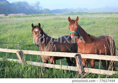 Thoroughbred 77627494