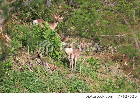 Wild sika deer Wild sika deer 77627529