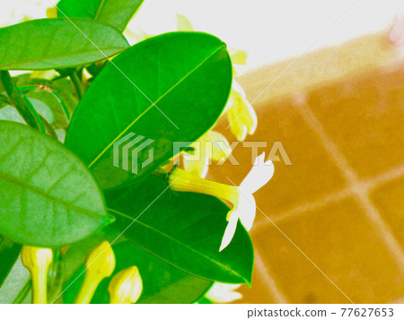 馬達加斯加茉莉花插畫風格 馬達加斯加茉莉花插畫風格 77627653