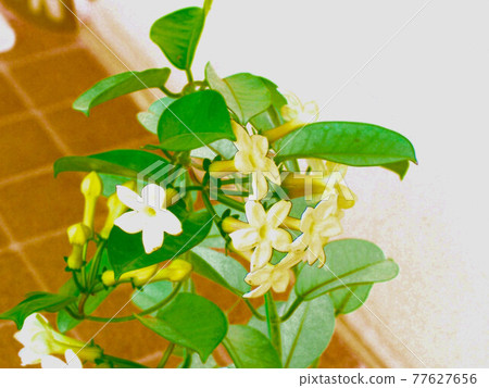 馬達加斯加茉莉花插畫風格 77627656