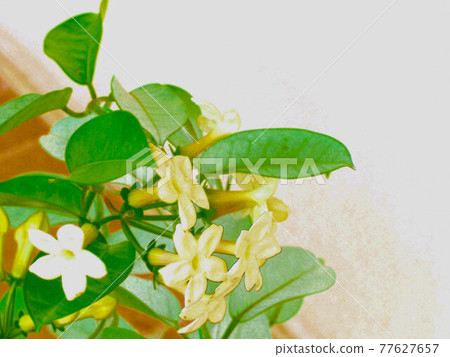 馬達加斯加茉莉花插畫風格 77627657