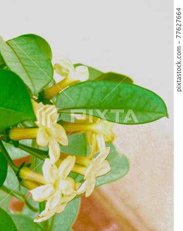 馬達加斯加茉莉花插畫風格 77627664