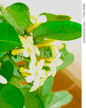 Madagascar Jasmine illustration style Madagascar Jasmine illustration style 77627666