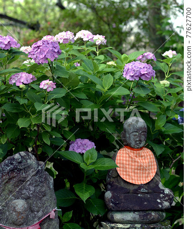 亞達寺繡球花 亞達寺繡球花 77627700