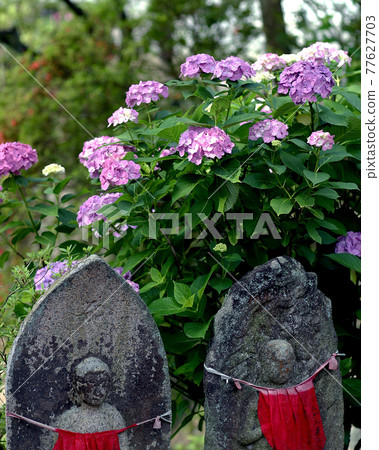 亞達寺繡球花 亞達寺繡球花 77627703