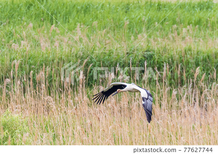 Stork raising chicks Stork raising chicks 77627744