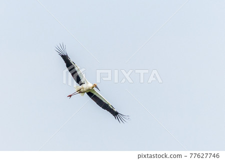 鸛養小雞 77627746