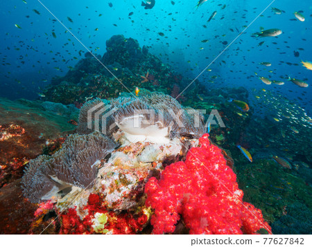 Sea anemones, soft corals, schools of saltwater fish (Richeryu Rock, Surin Marine National Park, Kingdom of Thailand) 77627842