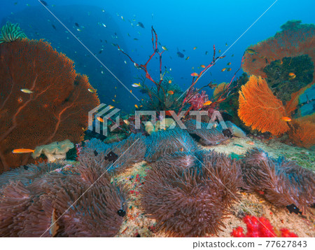 Various corals such as sea anemones and sea anemones (Similan Islands, Kingdom of Thailand) 77627843