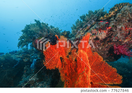 Various corals such as Chijimi Tosaka (Similan Islands, Kingdom of Thailand) Various corals such as Chijimi Tosaka (Similan Islands, Kingdom of Thailand) 77627846