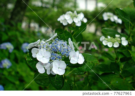 Yada Temple Hydrangea Yada Temple Hydrangea 77627961