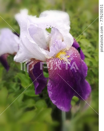 癒合的花朵 77628031