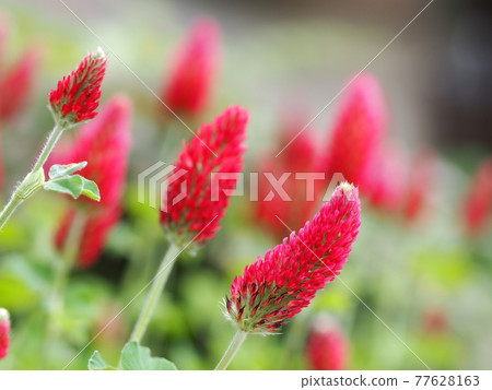 Crimson clover flower up 77628163