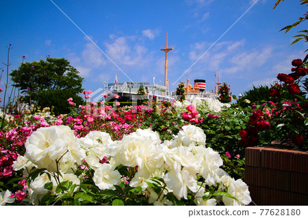 山下公園的玫瑰園和冰川丸 77628180